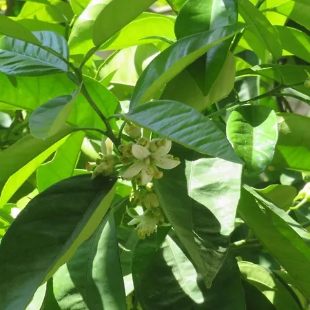 Nely - Sea, Terrace And Peace