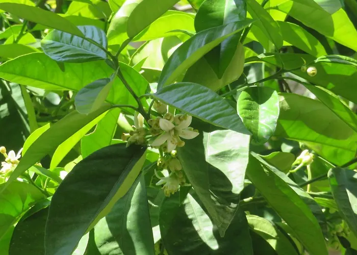 Nely - Sea, Terrace And Peace